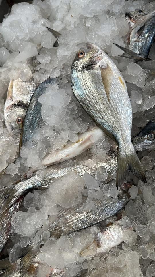 Fresh shrimp harvest at Ghalyoun